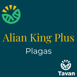 Alian King Plus