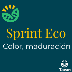 Sprint Eco