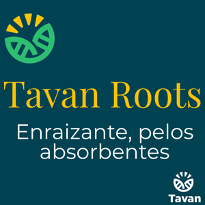 Tavan Roots