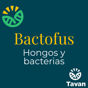Bactofus