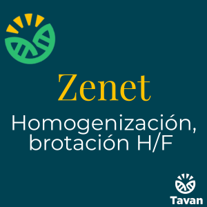 Zenet