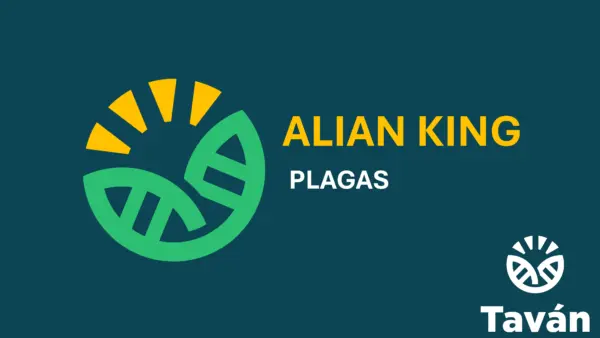 Alian King